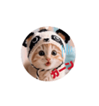 キュートな仔猫ちゃん（個別スタンプ：3）