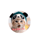 キュートな仔猫ちゃん（個別スタンプ：4）