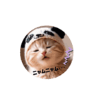 キュートな仔猫ちゃん（個別スタンプ：5）