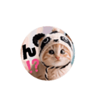 キュートな仔猫ちゃん（個別スタンプ：6）