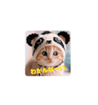 キュートな仔猫ちゃん（個別スタンプ：7）