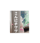 チワワのマシュマロ動くスタンプ2（個別スタンプ：1）