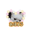チワワのマシュマロ動くスタンプ2（個別スタンプ：2）