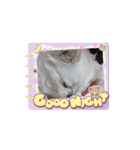 チワワのマシュマロ動くスタンプ2（個別スタンプ：4）