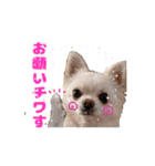 チワワのマシュマロ動くスタンプ2（個別スタンプ：6）