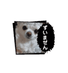 チワワのマシュマロ動くスタンプ2（個別スタンプ：7）
