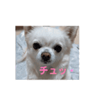 チワワのマシュマロ動くスタンプ2（個別スタンプ：13）