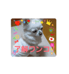 チワワのマシュマロ動くスタンプ2（個別スタンプ：14）