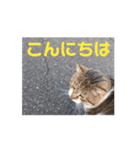 焦げちゃん ちびちゃんのあいさつ（個別スタンプ：4）