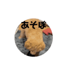 ワンさん達（個別スタンプ：2）