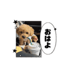 ワンさん達（個別スタンプ：10）