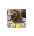 ワンさん達（個別スタンプ：11）