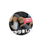 ワンさん達（個別スタンプ：12）