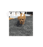 ワンさん達（個別スタンプ：13）