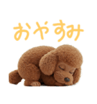 かわいいトイプードルの日常スタンプです。（個別スタンプ：6）