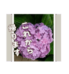 アジサイのスタンプ（挨拶）（個別スタンプ：7）