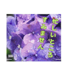 アジサイのスタンプ（挨拶）（個別スタンプ：11）