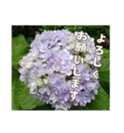 アジサイのスタンプ（挨拶）（個別スタンプ：13）
