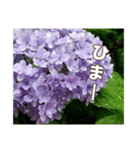 アジサイのスタンプ（挨拶）（個別スタンプ：18）