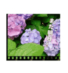 アジサイのスタンプ（挨拶）（個別スタンプ：24）