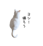 猫だらけ。 諦めた猫たち（個別スタンプ：3）