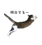 猫だらけ。 諦めた猫たち（個別スタンプ：4）