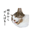 猫だらけ。 諦めた猫たち（個別スタンプ：5）