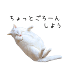 猫だらけ。 諦めた猫たち（個別スタンプ：18）