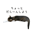 猫だらけ。 諦めた猫たち（個別スタンプ：19）