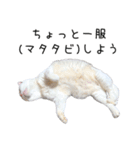 猫だらけ。 諦めた猫たち（個別スタンプ：20）