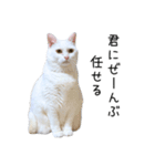 猫だらけ。 諦めた猫たち（個別スタンプ：23）