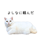 猫だらけ。 諦めた猫たち（個別スタンプ：24）