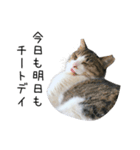 猫だらけ。 諦めた猫たち（個別スタンプ：25）