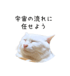 猫だらけ。 諦めた猫たち（個別スタンプ：27）