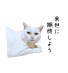 猫だらけ。 諦めた猫たち（個別スタンプ：29）