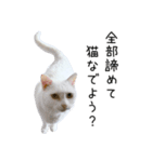 猫だらけ。 諦めた猫たち（個別スタンプ：34）