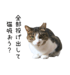 猫だらけ。 諦めた猫たち（個別スタンプ：35）