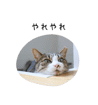 猫だらけ。 諦めた猫たち（個別スタンプ：37）