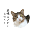 猫だらけ。 諦めた猫たち（個別スタンプ：38）