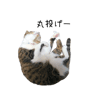 猫だらけ。 諦めた猫たち（個別スタンプ：39）