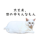 猫だらけ。 諦めた猫たち（個別スタンプ：40）