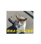 オメガ3のあいさつ（個別スタンプ：4）