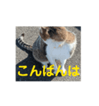 オメガ3のあいさつ（個別スタンプ：6）