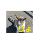 オメガ3のあいさつ（個別スタンプ：12）