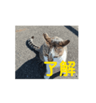 オメガ3のあいさつ（個別スタンプ：13）