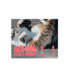 オメガ3のあいさつ（個別スタンプ：15）