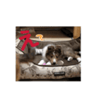 わたしの愛犬ちゃんたち（個別スタンプ：1）