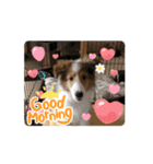 わたしの愛犬ちゃんたち（個別スタンプ：3）