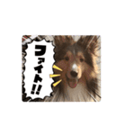 わたしの愛犬ちゃんたち（個別スタンプ：5）