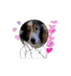 わたしの愛犬ちゃんたち（個別スタンプ：7）